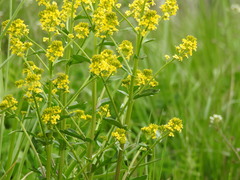 Barbarea vulgaris