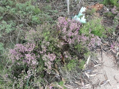 Erica umbellata