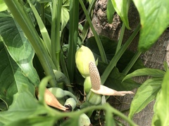 Araceae