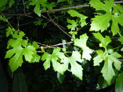 Zehneria