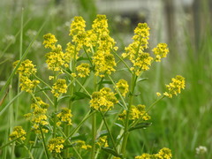 Barbarea vulgaris