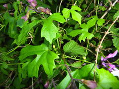 Zehneria