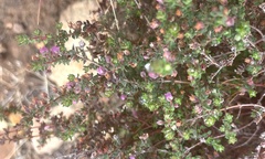 Erica planifolia