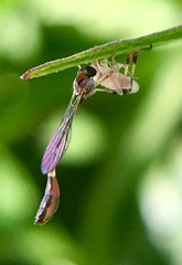 Leptopteromyia americana