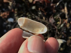Hiatella arctica