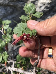 Ribes roezlii roezlii