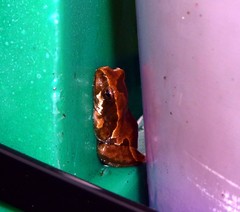 Hyperolius marmoratus marmoratus