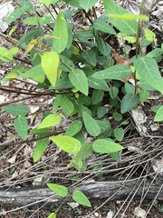 Desmodium psilophyllum