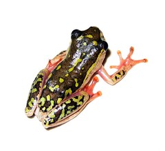 Hyperolius marmoratus marmoratus