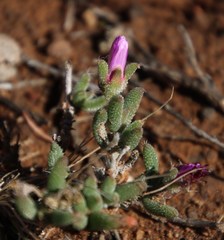 Trichodiadema setuliferum