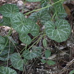 Aristolochia fimbriata