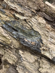 Biscogniauxia atropunctata