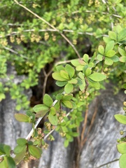 Berberis × ottawensis