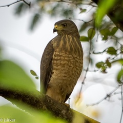 Rupornis magnirostris
