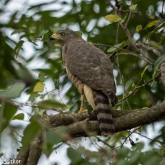 Rupornis magnirostris