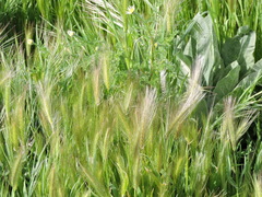 Hordeum spontaneum
