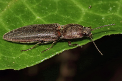 Gambrinus griseus