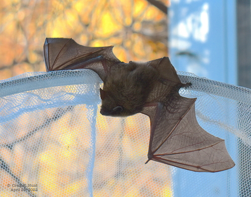 Little Brown Bat, Vermont, US, photo 7 of 10