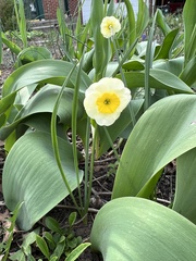 Narcisseae