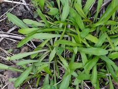 Scorzoneroides autumnalis