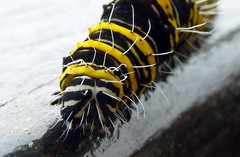 Egybolis vaillantina