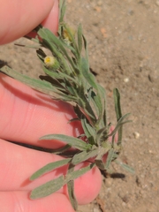 Erigeron