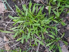 Scorzoneroides autumnalis