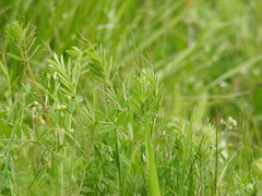Vicia sativa