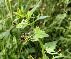 Scrophularia peregrina