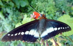 Charaxes brutus natalensis