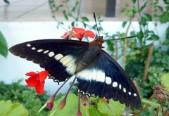Charaxes brutus natalensis