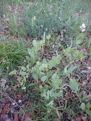 Coronilla scorpioides