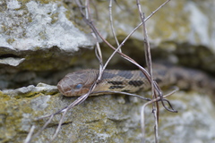 Pantherophis ramspotti