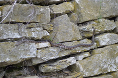 Pantherophis ramspotti