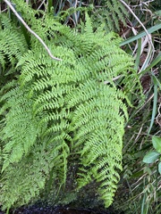 Athyrium filix-femina image