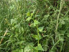 Scrophularia peregrina