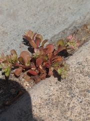 Polycarpon tetraphyllum