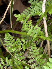 Athyrium filix-femina image