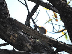 Melanerpes aurifrons