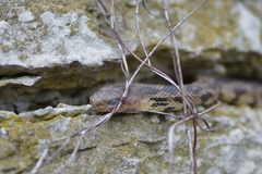 Pantherophis ramspotti