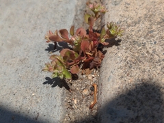 Polycarpon tetraphyllum
