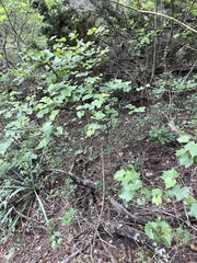 Vitis monticola