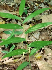 Polygonatum biflorum