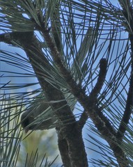 Junco hyemalis caniceps