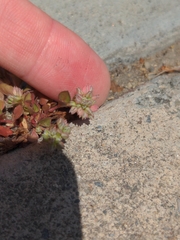 Polycarpon tetraphyllum