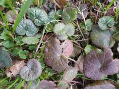 Glechoma hederacea