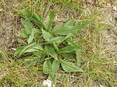 Plantago lanceolata
