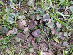 Glechoma hederacea