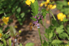 Eucera nigrescens