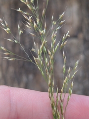 Ehrharta erecta